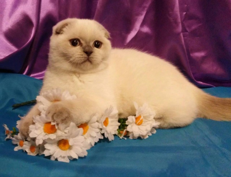 Шотландская страйт шиншилла