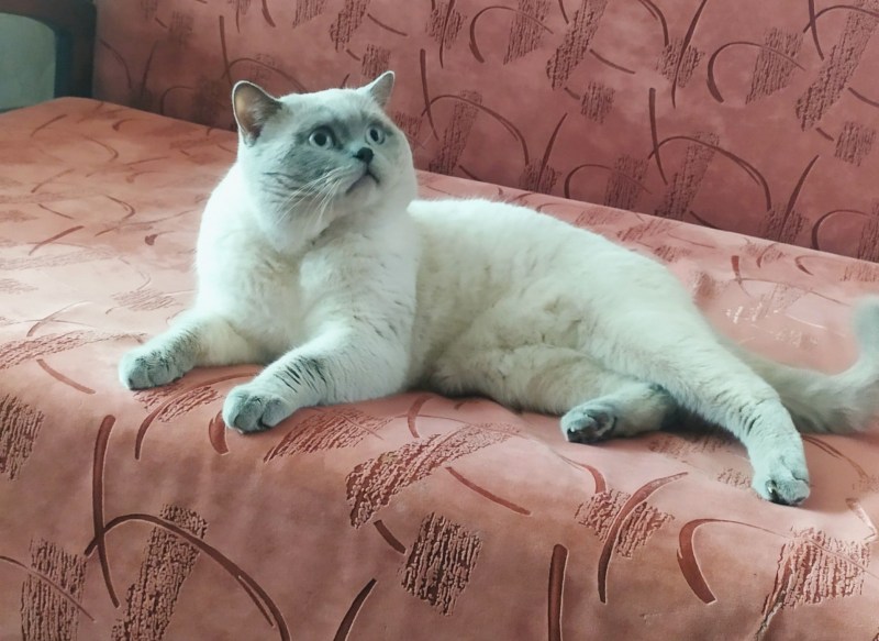 Кот бипойнт