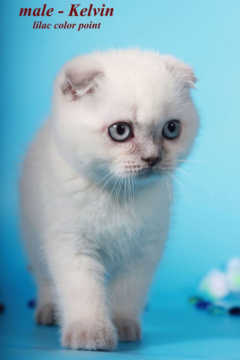 Шотландские колорные котята