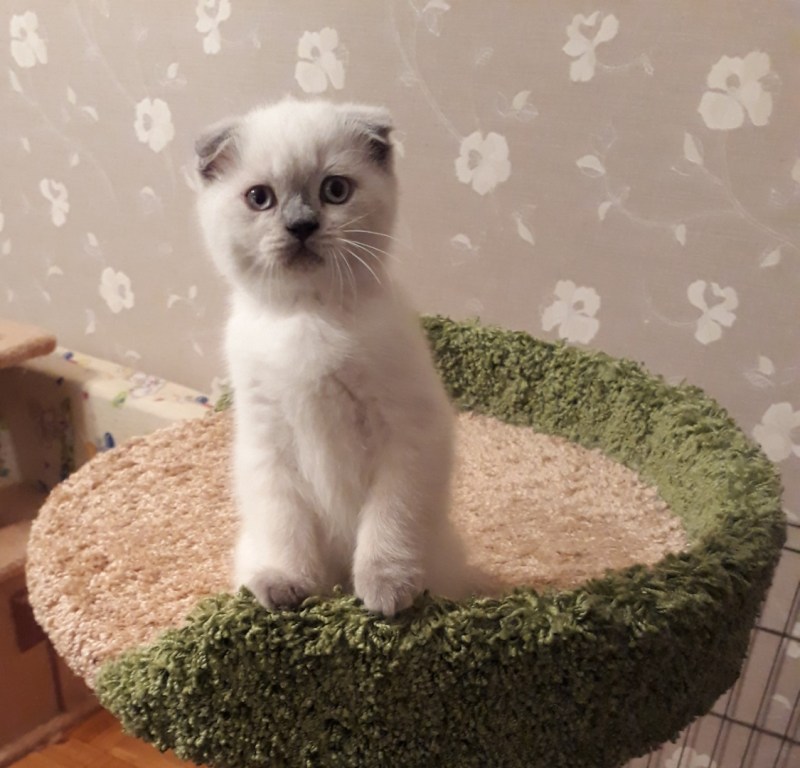 Шотландская вислоухая сиамского окраса