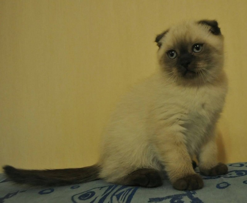 Шотландская вислоухая кошка Лилак поинт