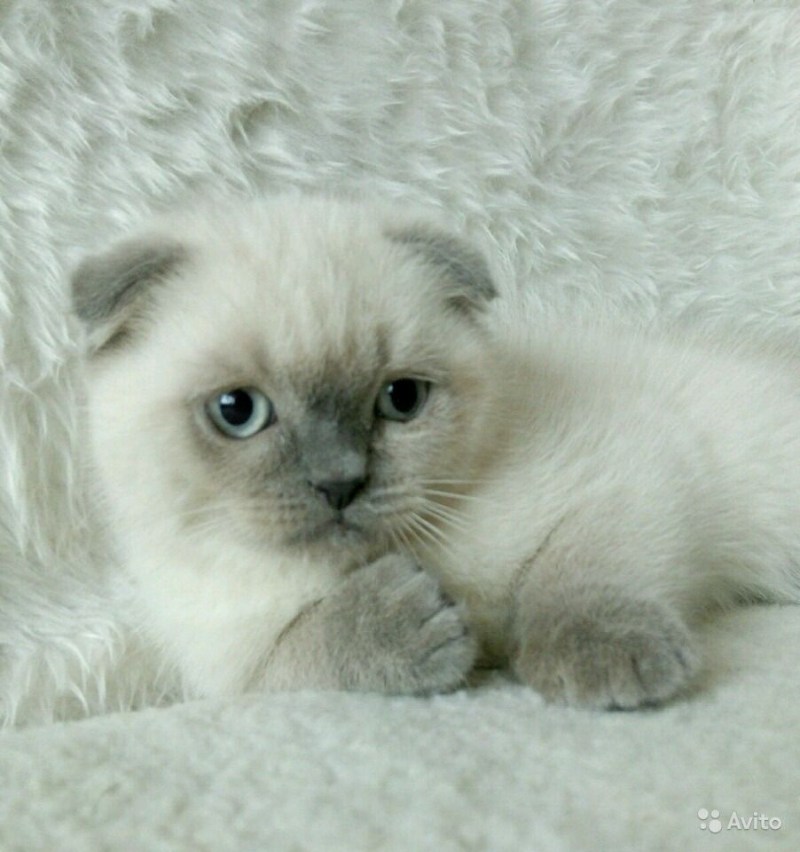 Шотландская кошка Блю Пойнт