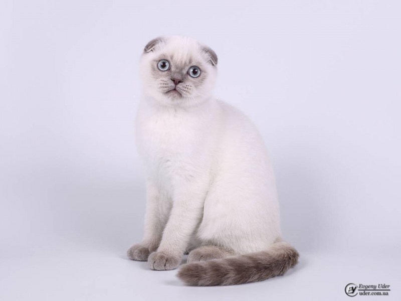 Шотландский скоттиш фолд Шелли