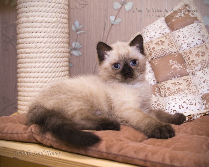 Сиамская вислоухая кошка