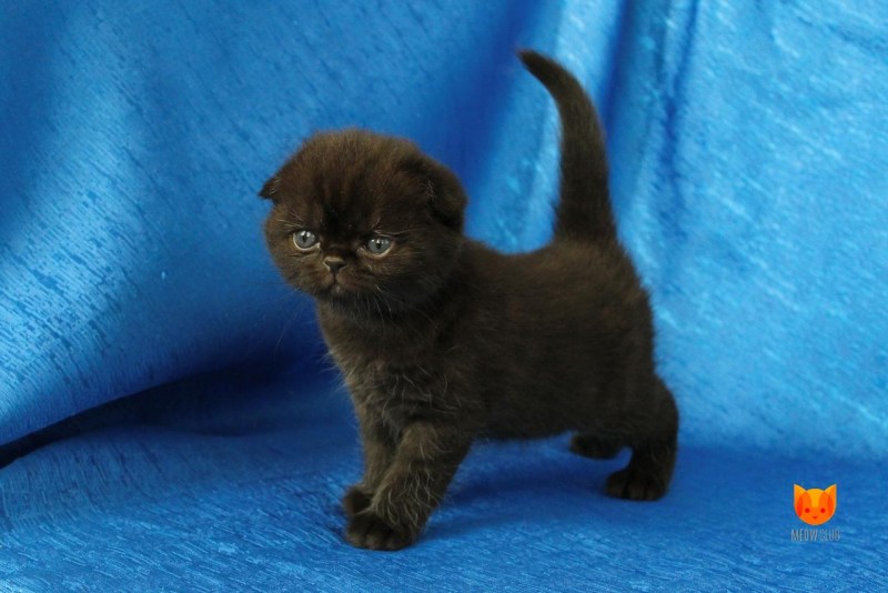 Шотландская вислоухая кошка котенок