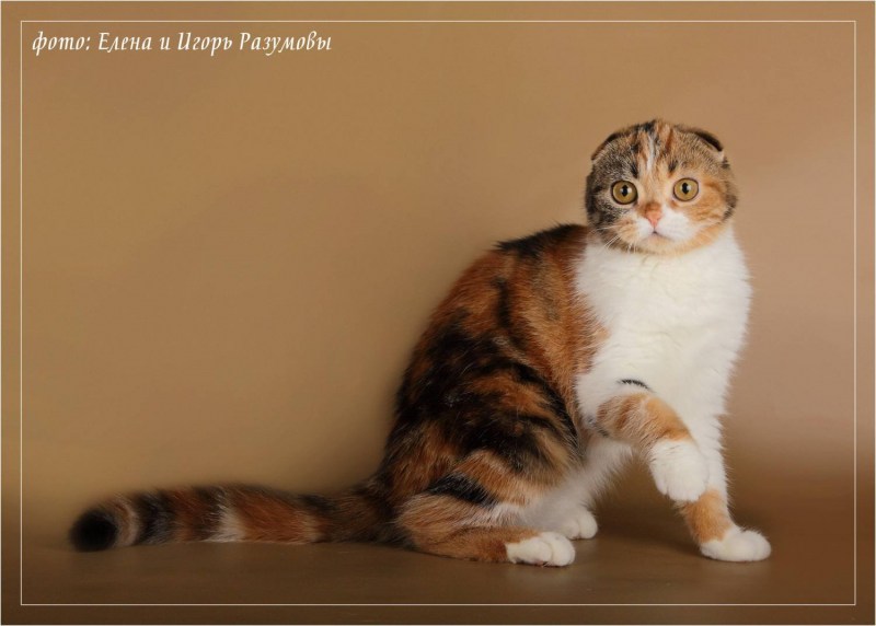 Шотландская кошка трехцветная