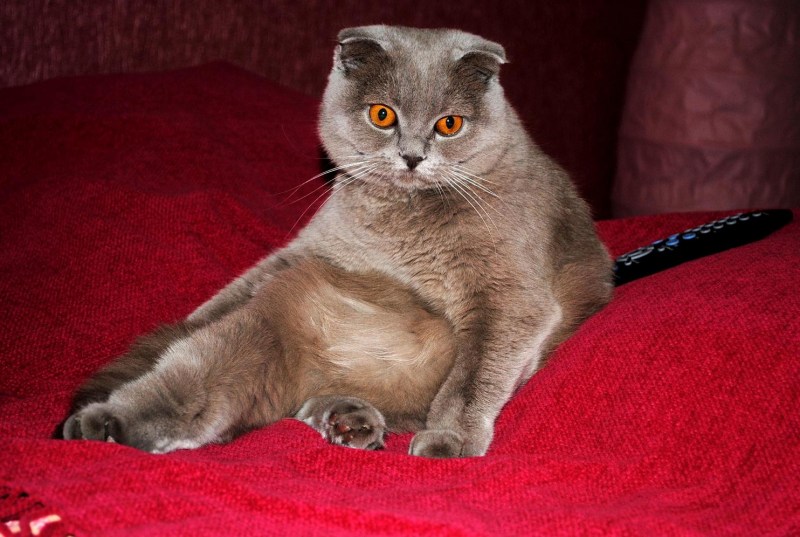 Купить кошку Боня