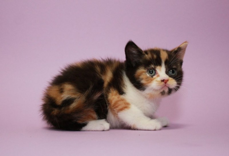 Шотландский вислоухий кот черный мрамор