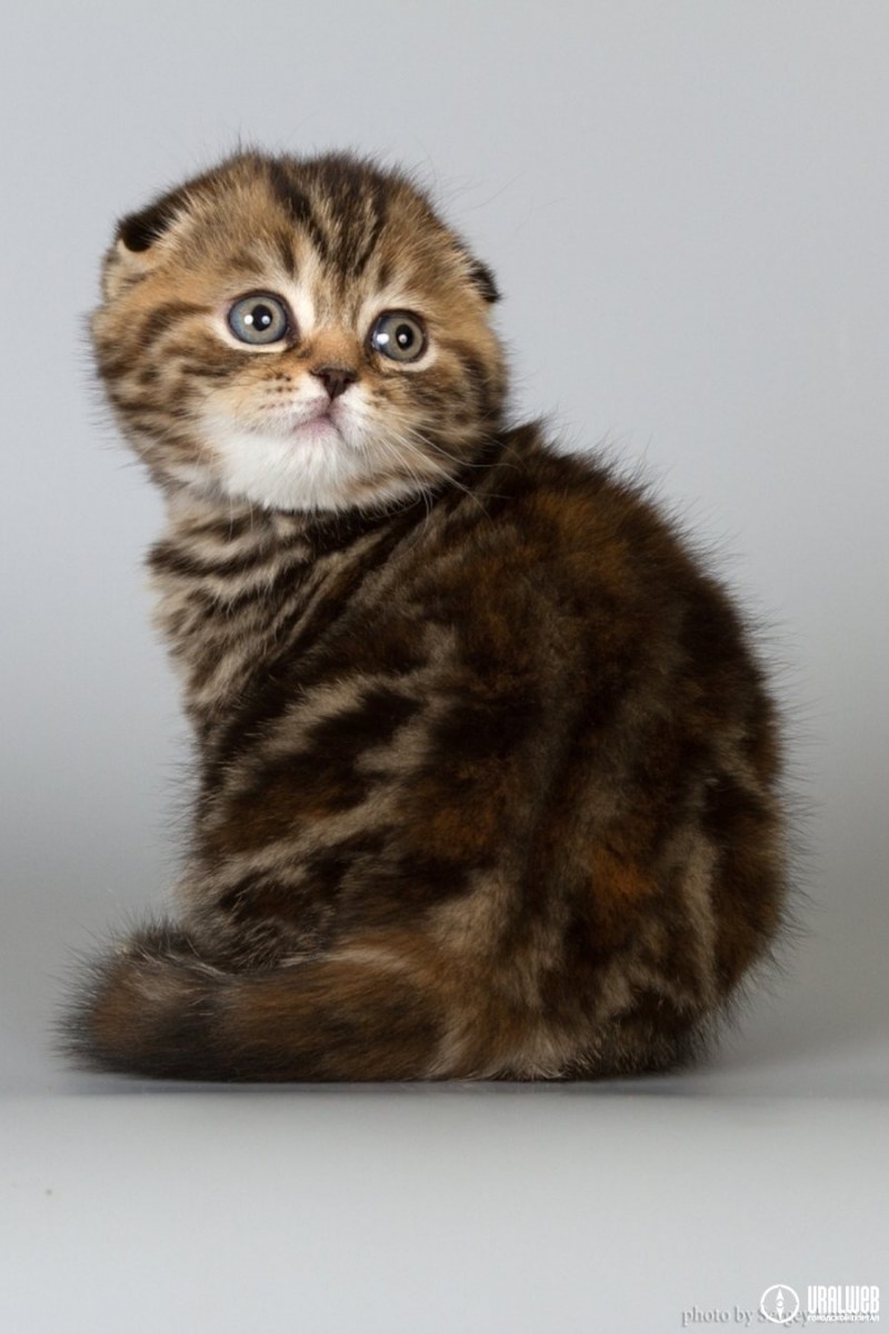 Трехшерстная вислоухая кошка