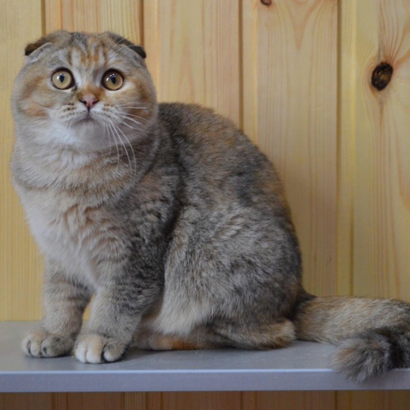 Скоттиш фолд черный черепаховый дымчатый окрас