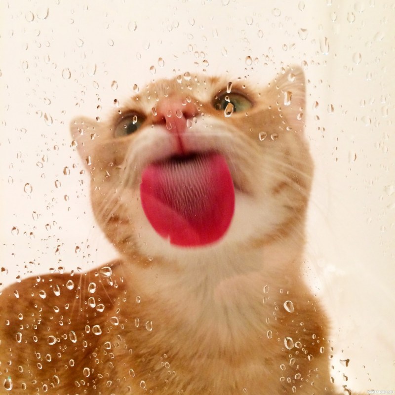 Кот облизывается