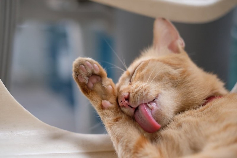 Котик лижет экран
