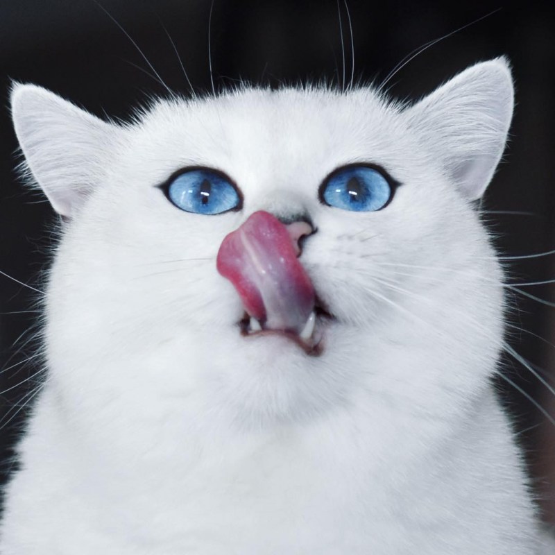 Морда кота