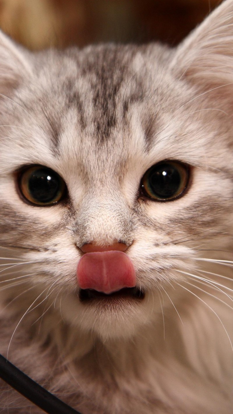 Нежный котик
