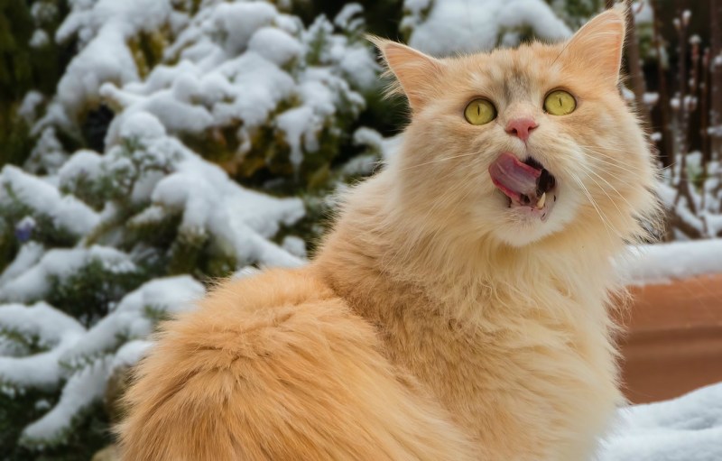 Довольный кот