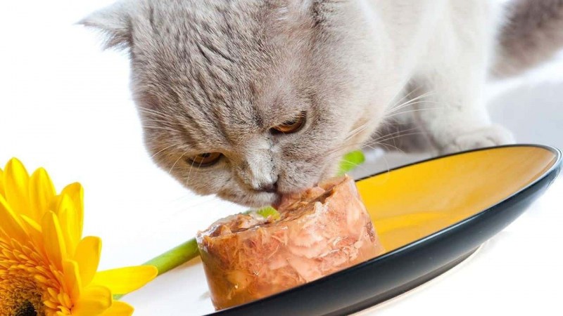 Котенок кушает