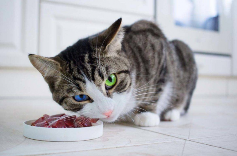 Кошка кушает