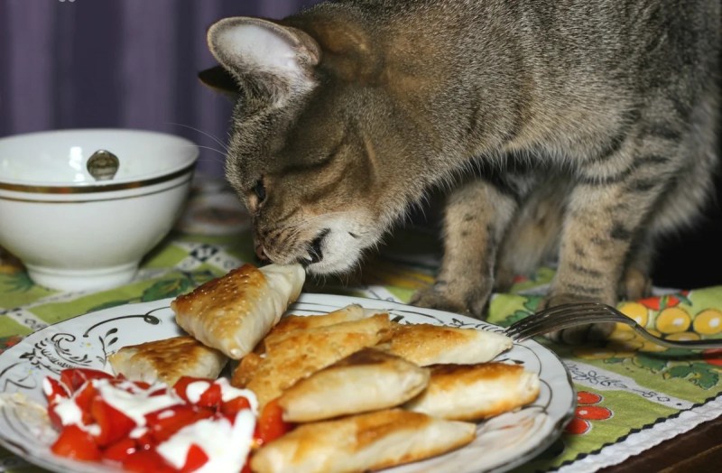 Еда для кошек