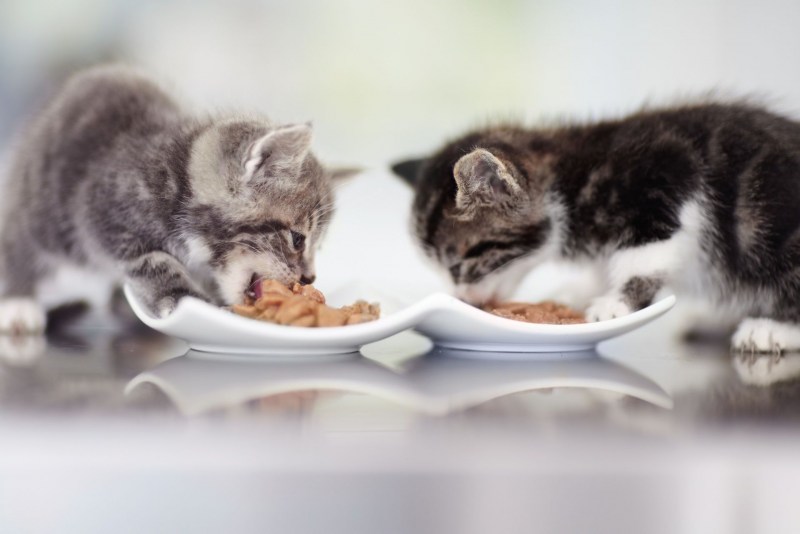 Котенок кушает