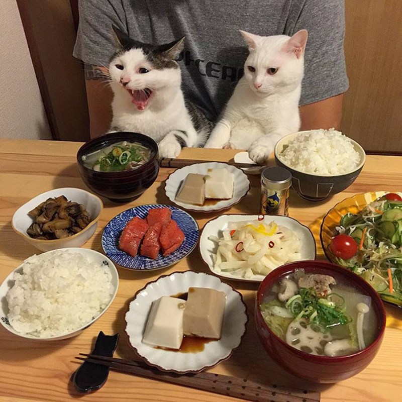 Корм для кошек абиссинец