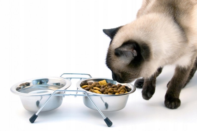 Кошка кушает