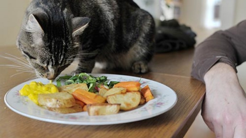 Кошка ест