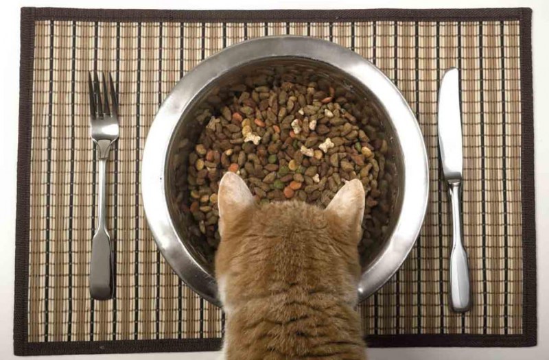 Питание котов