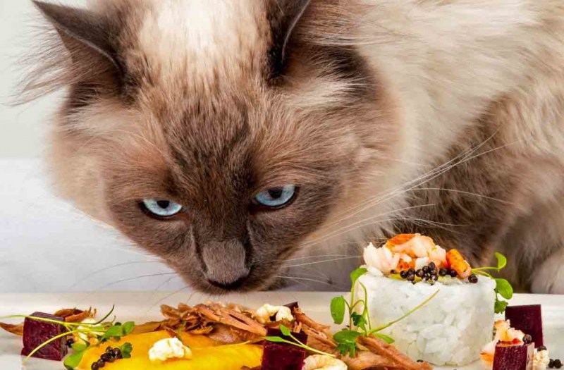 Лакомства для кошек