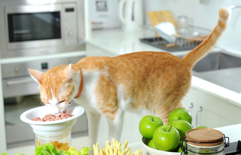 Кошка и много еды