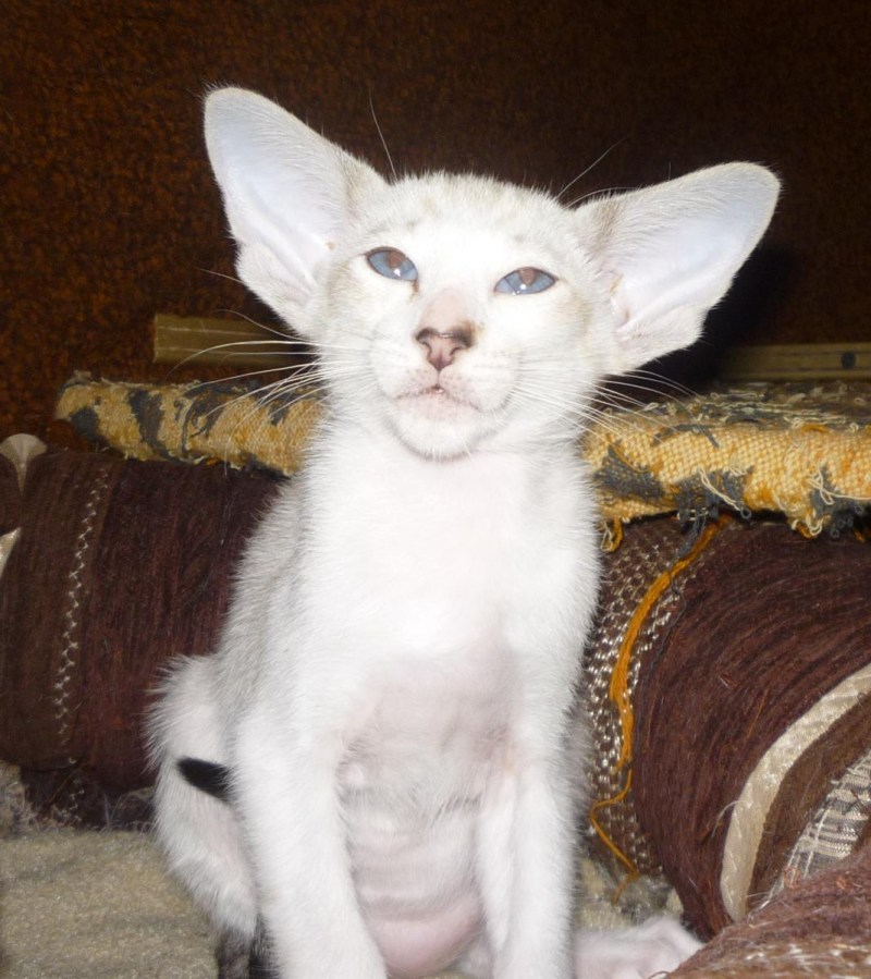 Сейшельский ориентальный кот