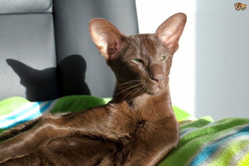 Балинезийская кошка