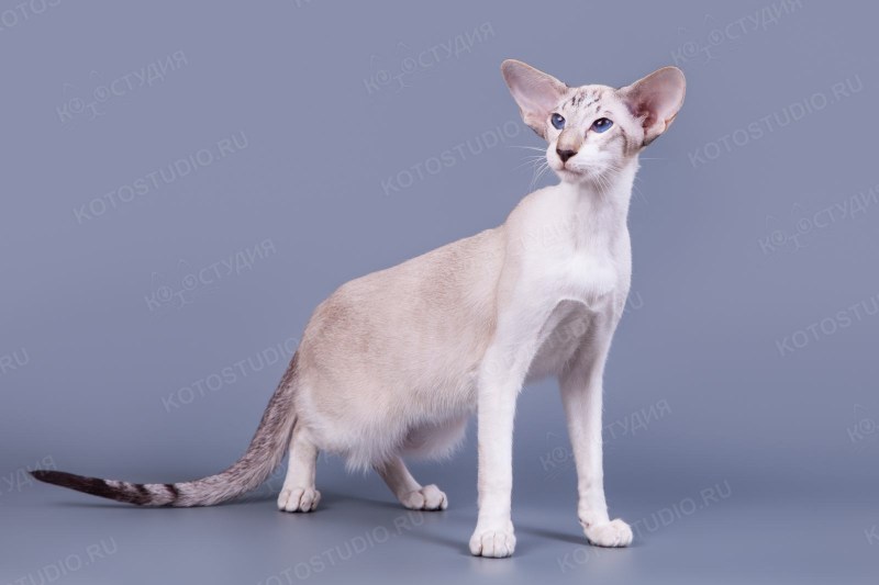Балинезийская кошка короткошерстная