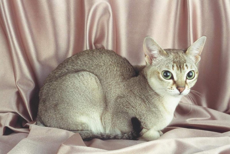 Балинезийская кошка Ориентал