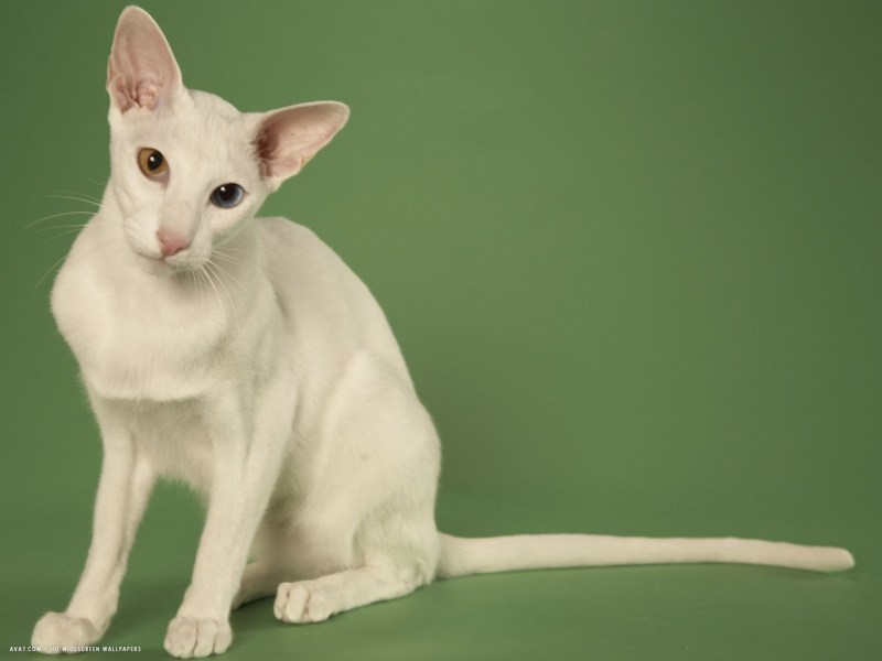 Пегий сельшейский кот