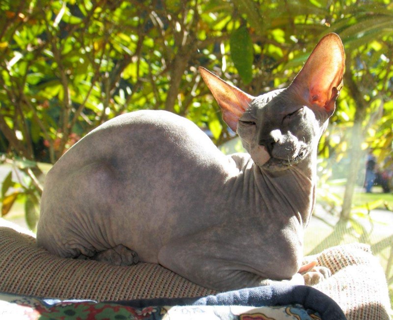 Котики и ковид