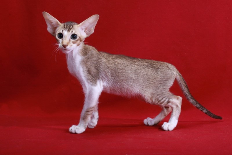 Сейшельская короткошерстная кошка