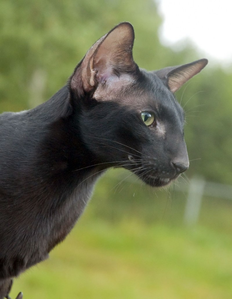 Балинезийская кошка