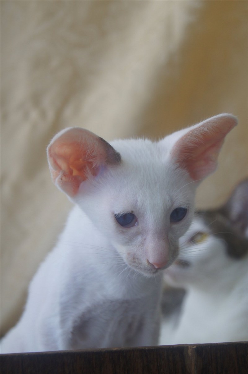 Сейшельский окрас кошек