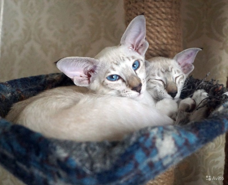 Ориентальная кошка