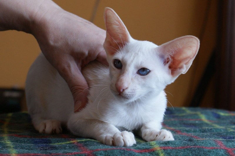 Сейшельская короткошерстная кошка