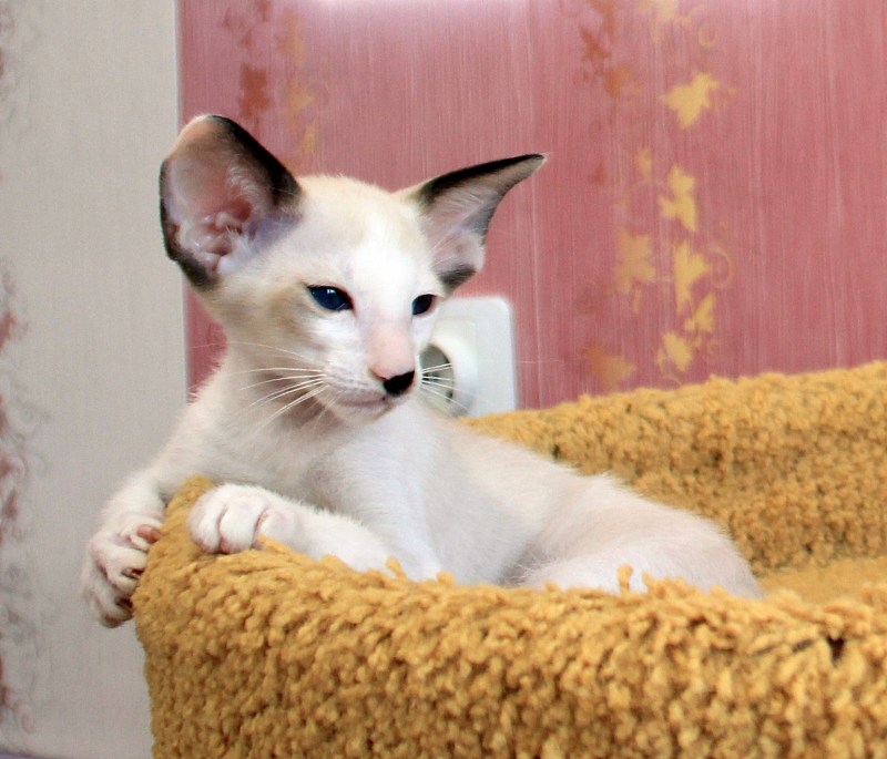 Сейшельская кошка длинношерстная