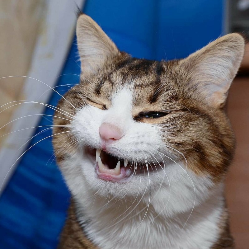 Кот смеется