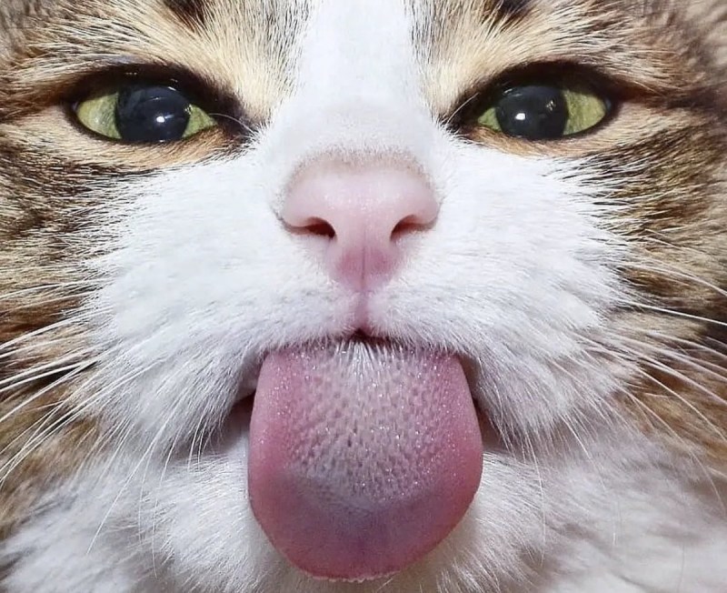 Кот с высунутым языком