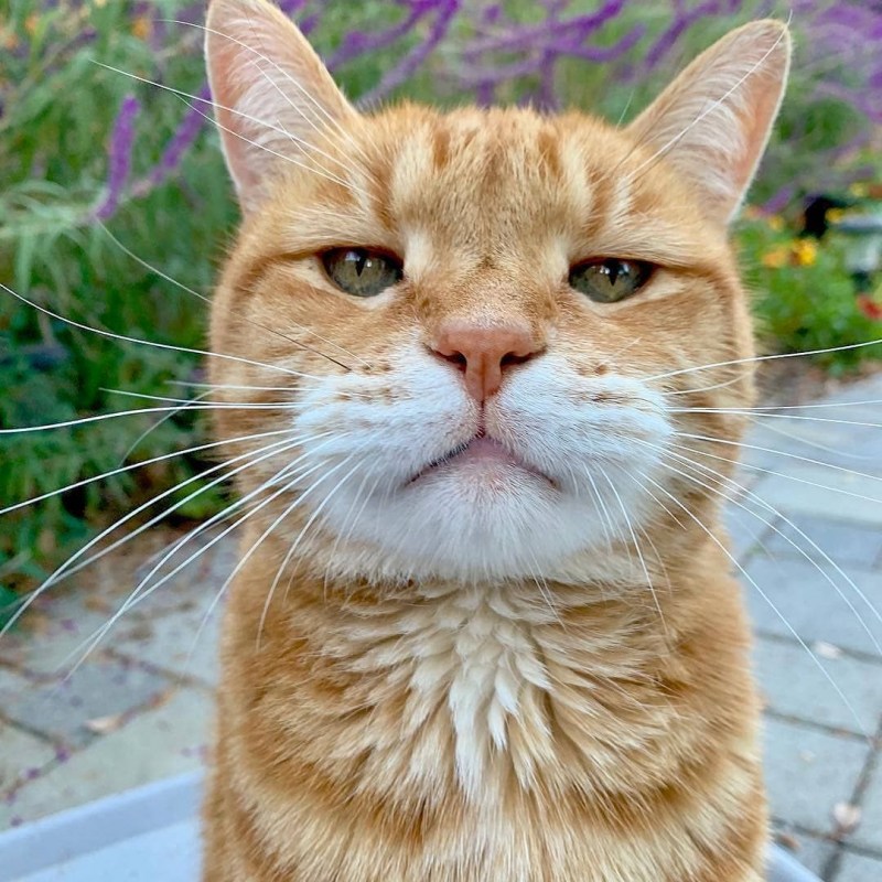 Смешной кот