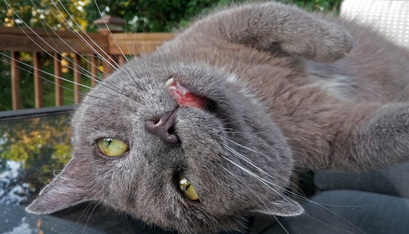 Дурацкий кот