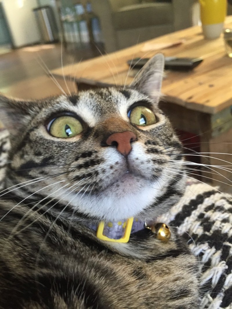Удивлённый кот
