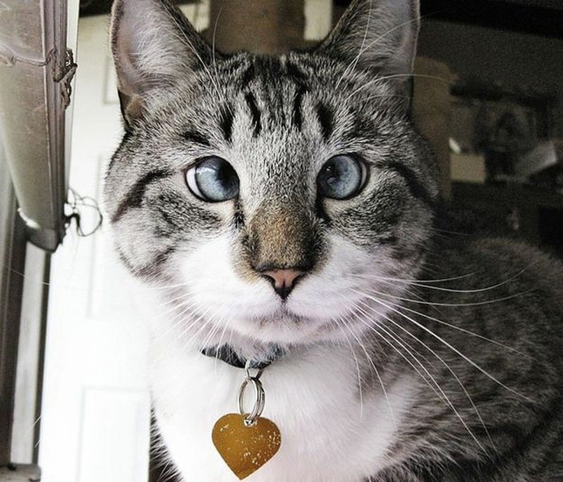 Кот Спанглс