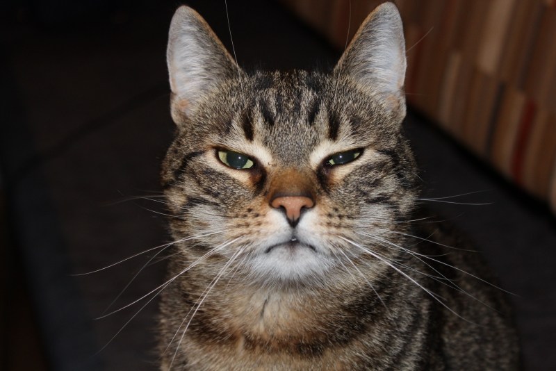 Морда кота
