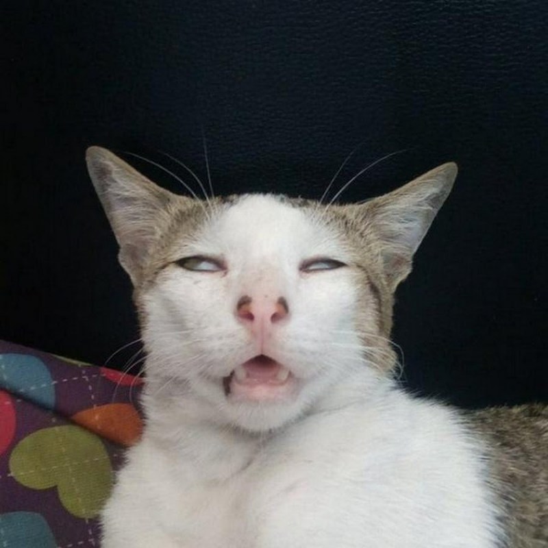 Тупые коты