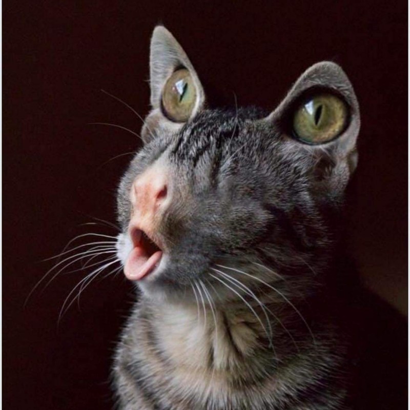 Упоротые коты